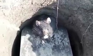 Rodent Goes After Man Holding Shovel