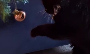 Blind Cat Plays With Christmas Tree Baubles