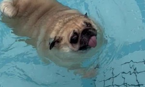Bao Bao the Pug Goes for a Swim
