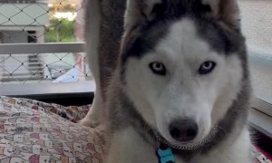 Playful Husky Tries to Dig on Mattress