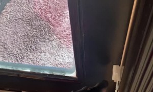 Shreddy the Dachshund Doesn't Wanna Go Out in -35