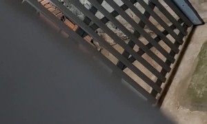 Dachshund Helps Pitbull Out of the Kennel