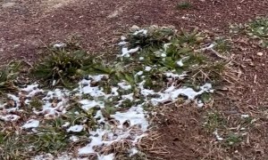 Dog Falls Through Thin Ice and Is Rescued