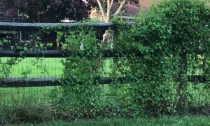 A Deer That Understands English