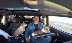 Dog Takes a Turn at Driving