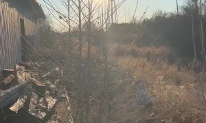 Rescuing a Deer Trapped in a Barn