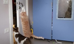 Escape Artist Cats