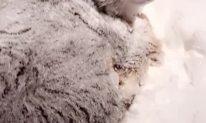 Ollie the Aussie Likes Being Outside During Blizzard