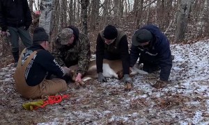 The Great Deer Rescue