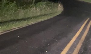 Baby Deer Has Trouble Crossing the Road