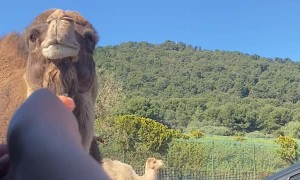 Hungry Camel Tries to Get into Car