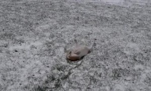 Dancing and Sledding at the Same Time