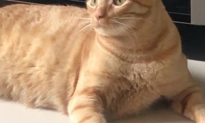 Cat Sticks Tongue Out at Sound of Tape