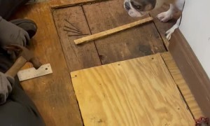 Cleo The Frenchie Helping Dad Out