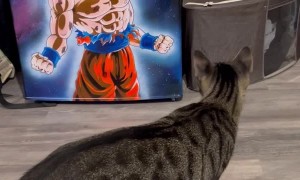 Cat Scared of Goku