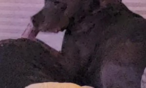 Naughty Dog Has Her Bone on Couch