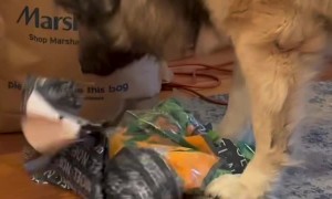 Dog Opens His Christmas Present