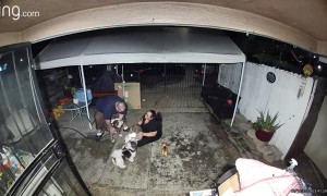 Sudden Fall Leads to Doggy Pile Up