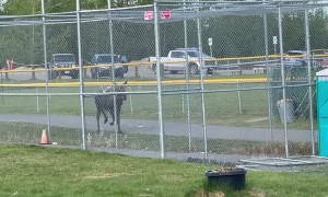 Moose Chases Little League Player