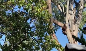 Tree Falls In Japanese Garden