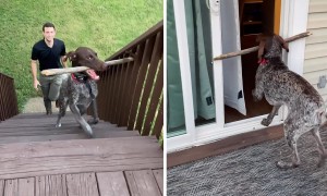 Dog's stick is too big to fit through the door