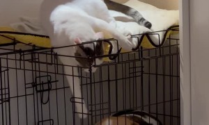 Kitten Tries to Mess With Dog