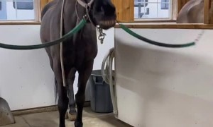 Angry Looking Horse is Actually a Big Softie