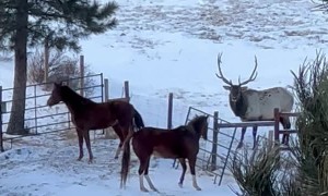 Elk and Horses Meet at Fence