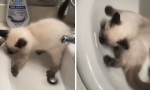 Kitten tries to "rescue" toys from drain