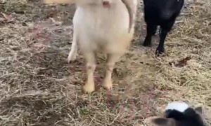 Goats Play With an Elf on the Shelf Toy
