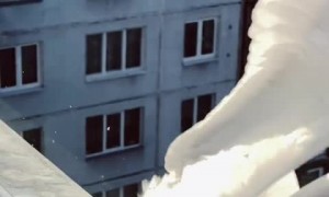 Crow vs. Seagull: Who is the more precise hunter?