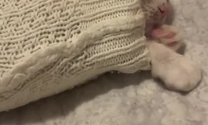 Kitten Seems Stuck in Sweater Sleeve