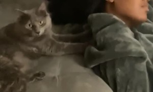Professional Cat Massage