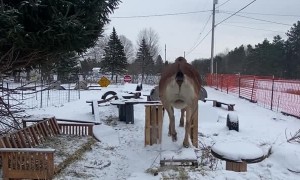 Cute Goat is Ready for Playtime
