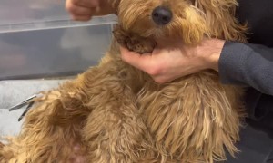 Husband Struggles to Trim Dog's Nails