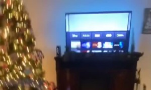 Painful Fall While Imitating a Kangaroo