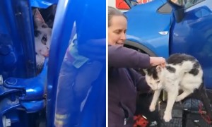 Cat rescued from the wheel arch of vehicle
