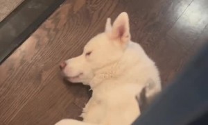 Dog slams door when owner tries to open it