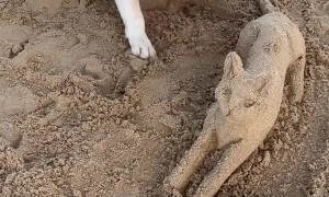 Dog Makes Friends With Mr.Sandcat