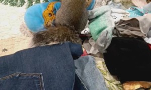 Butters the Squirrel Helps Folds Laundry
