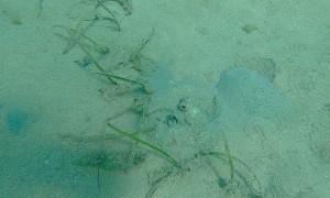 Octopus Emerges From The Sand