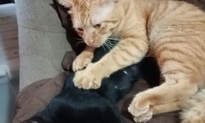 Kitty Gives a Deep Tissue Massage