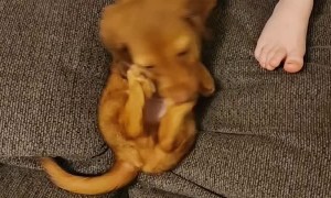 Cute Little Pupper Slips into the Abyss