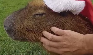 A Very Capybara Christmas