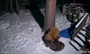 Bears Wrestling in the Snow