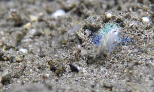 Beautiful Bobtail Squid Covers itself in Sand