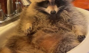 Rocky the Raccoon Relaxes and Plays in Bathroom Sink