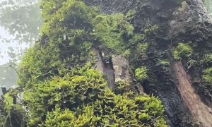 A Peaceful Yet Mighty Raintree