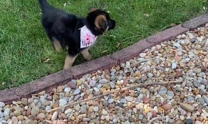 Bunny and Pupper Meet