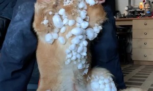 Golden Retriever Puppy Plays in the Snow